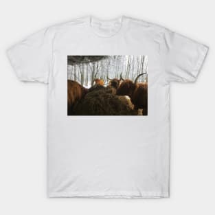 Scottish Highland Cattle Cows 1869 T-Shirt